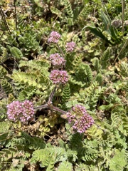 Chorizanthe valida