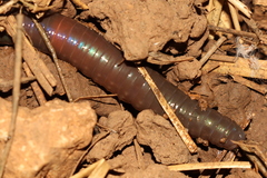 Aporrectodea trapezoides