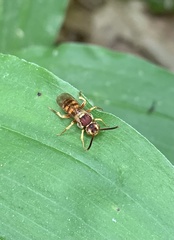 Nomada luteola