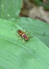 Nomada luteola