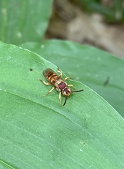 Nomada luteola