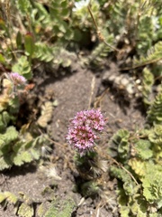 Chorizanthe valida