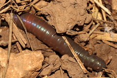 Aporrectodea trapezoides