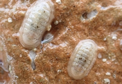 Ischnochiton variegatus