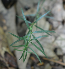 Galium uniflorum