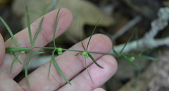 Galium uniflorum