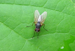 Azeliinae