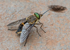Fidena