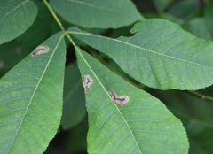 Cameraria caryaefoliella