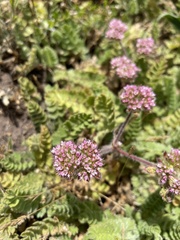 Chorizanthe valida