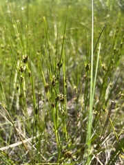 Carex tenuiflora