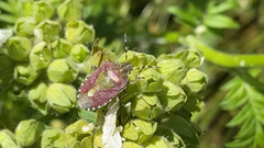 Dolycoris baccarum