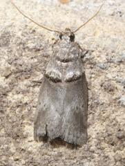 Acrobasis texana