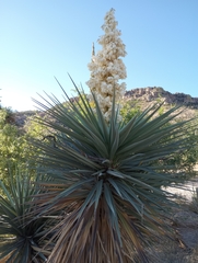 Yucca schottii