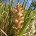 Orobanche apuana - Photo (c) AndreaC, some rights reserved (CC BY-ND), uploaded by AndreaC