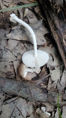 Amanita virginiana