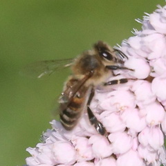 Apis mellifera