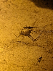 Hadenoecus subterraneus