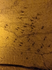 Hadenoecus subterraneus