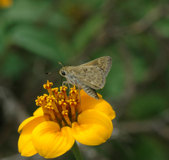 Polites subreticulata