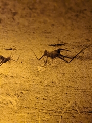 Hadenoecus subterraneus