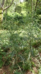 Cirsium vulgare