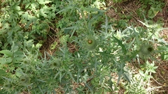 Cirsium vulgare