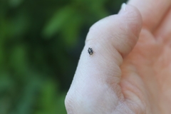 Anthrenus scrophulariae