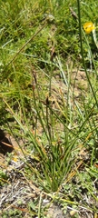 Eleocharis quinqueflora