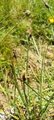 Eleocharis quinqueflora