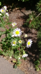 Erigeron annuus