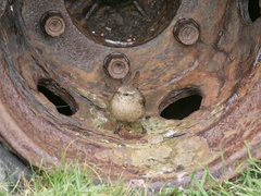 Troglodytes troglodytes zetlandicus