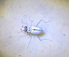 Habroscelimorpha dorsalis saulcyi