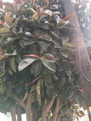 Ficus