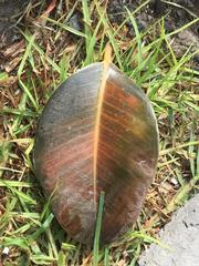 Ficus