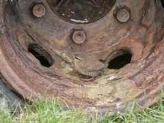 Troglodytes troglodytes zetlandicus