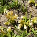 Sedum nevadense - Photo (c) Santiago Martín-Bravo, algunos derechos reservados (CC BY), subido por Santiago Martín-Bravo