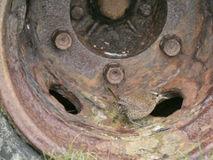 Troglodytes troglodytes zetlandicus