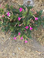 Mirabilis