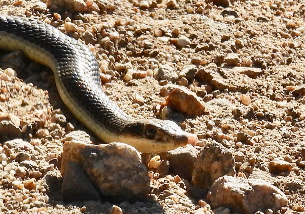 Coast Patchnose Snake in June 2022 by davegoodward. road through dense ...