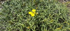 Vella spinosa