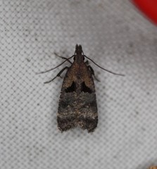 Dichomeris bilobella