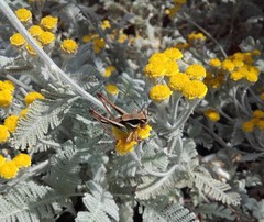 Eupholidoptera chabrieri