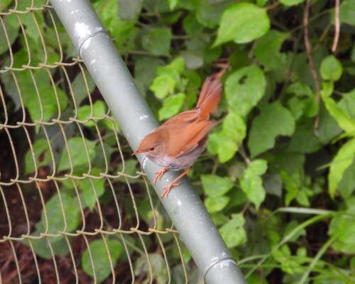 Orange-billed Nightingale-Thrush (Catharus aurantiirostris), photo 4
