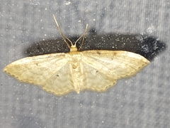 Idaea fuscovenosa