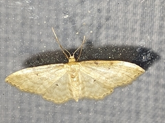 Idaea fuscovenosa