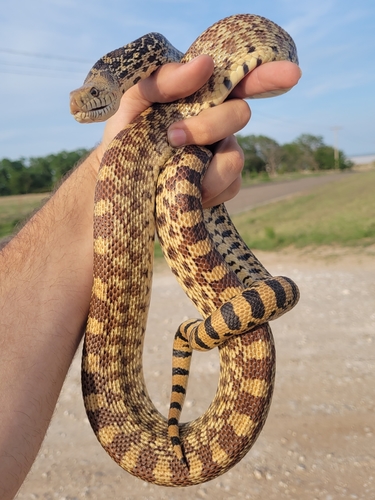 Bullsnake photographed in Oklahoma