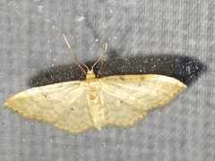 Idaea fuscovenosa
