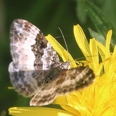 Epirrhoe alternata