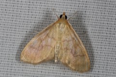 Crocidophora tuberculalis